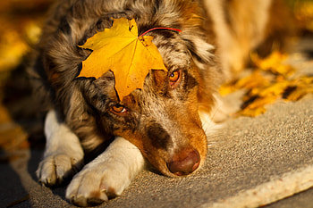 Animals, Sheet, Leaf, Sight, Opinion, Australian Shepherd HD wallpaper