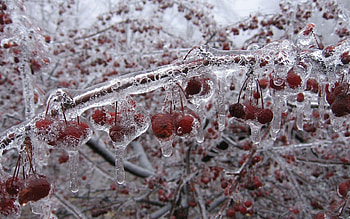 Ice, Macro, Branch, Berry, Frozen HD wallpaper
