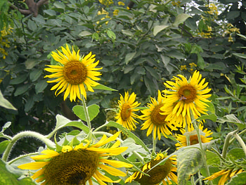 Sunflowers, nature, flowers HD wallpaper
