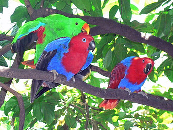 Parrots in tree, trees, preening, 3 parrots, tropical HD wallpaper