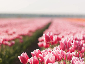 Flowers, Tulips, Field, Spring, Sharpness HD wallpaper