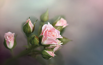 Fresh and pink roses, branch HD wallpaper