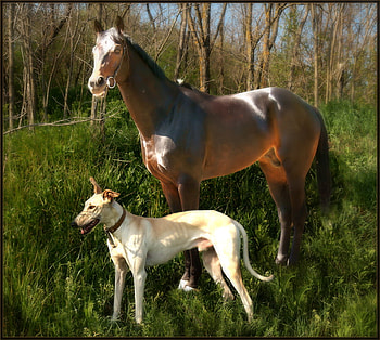 The Friends, dog, art , horse, field, animals, nice HD wallpaper