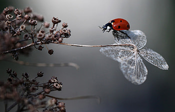 mother nature, still life, bugs, graphy, cool, nature HD wallpaper