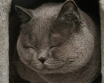 Cute Cat, animal, cute, cat, sleep HD wallpaper