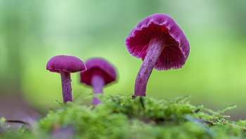 Mushrooms, nature, mushroom, green, purple, ciuperca, mini HD wallpaper