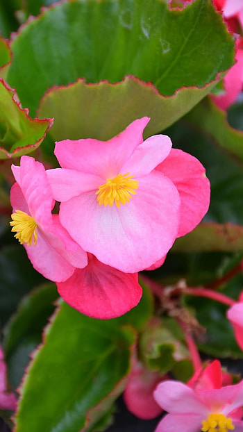 Begonia, Pink Adorable Flower, pink aorable flower HD phone wallpaper