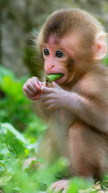 Monkey, Kid HD phone wallpaper