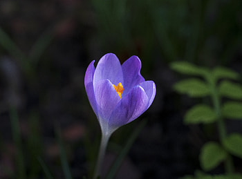 Crocus, nature, crocos, pretty, flower HD wallpaper
