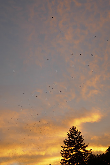 Nature, Birds, Trees, Sunset, Sky, Spruce, Fir HD phone wallpaper