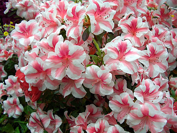 flower HD wallpaper