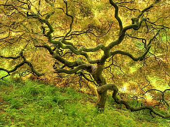 Beautiful Tree, awesome, morning, graphy, grasslands, wonderful, nice, trees, amazing, hills, forests, afternoon, beautiful, grass, leaves, green, yellow, branches, cool, nature, leaf, mounts, trunks HD wallpaper