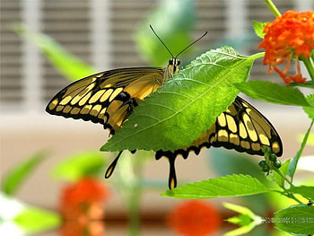 Hi, day, butterfly, animals, yellow, green, leaf, nature, flowers HD wallpaper