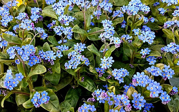 Forget-me-nots, Latvia, blue, flowers, Forget me not HD wallpaper
