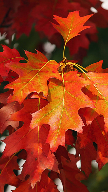 Autuma leaves HD phone wallpaper