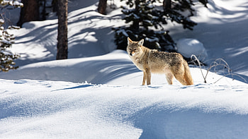 Harsh environment wildlife, Snow coyote winter, Cold wallpx, Breathtaking scenery HD wallpaper