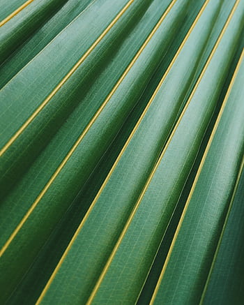 Detailed close-up of green tropical palm leaves with linear patterns, perfect for nature backgrounds. HD phone wallpaper