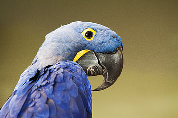 Blue Parrot, close up HD wallpaper