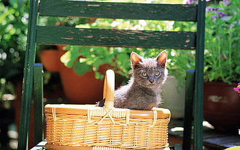 Animals, Sit, Cat, Kitty, Kitten, Color, Basket HD wallpaper