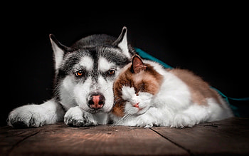 cat and dog, husky, sleeping cat, friendship concepts, cute animals, pets, friendship HD wallpaper