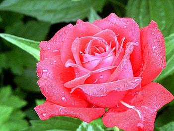 beautiful rose, rose, pink, gorgeous, beautiful, lovely HD wallpaper