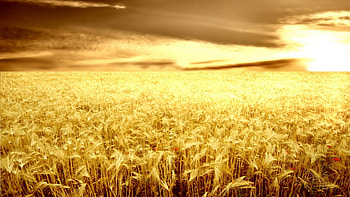 Landscape, Fields, Wheat HD wallpaper