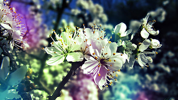 Plants, Flowers HD wallpaper