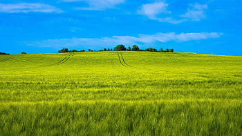 Green wheat farm, que landscape, Background , Nature beauty HD wallpaper