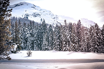 Trees, winter, snow, nature HD wallpaper