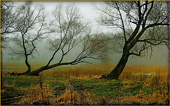 LEANING TREES, leaning, fog, misy, trees, grass, forest HD wallpaper
