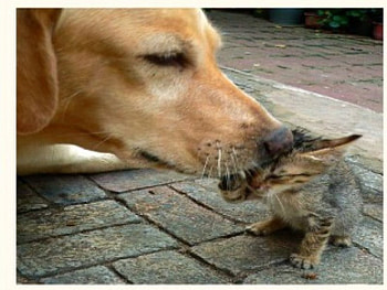 Tender Love and Care, tender, care, love HD wallpaper