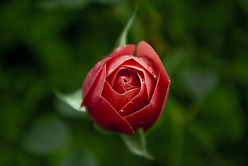 Flowers, Flower, Rose Flower, Rose, Bud, Blur, Smooth HD wallpaper