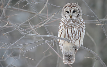 Animals, Birds, Owl HD wallpaper