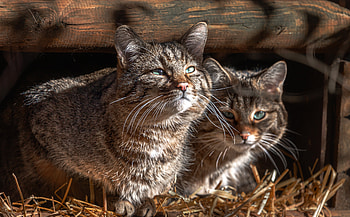 Wildcat Wonders: Stunning Animal Majesty, Animal, wildcat HD wallpaper