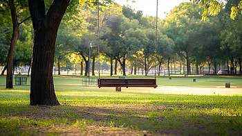 Tree Swing in Serene Park -, park, tree swing, swing HD wallpaper