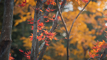 Red Maple Tree Leaves Branches In Yellow Blur Bokeh Background Nature HD wallpaper