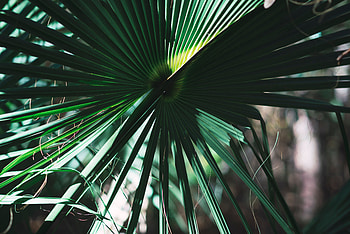 Nature, Leaves, Plant, Shadow HD wallpaper