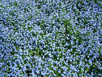 Plants, Flowers, Background HD wallpaper