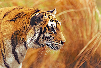Animals, Striped, Predator, Big Cat, Wildlife, Tiger HD wallpaper