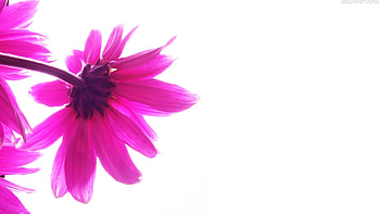 flower-white-and-pink-abstract-backgrounds HD wallpaper