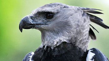 High-quality harpy eagle , Majestic avian beauty, Wildlife appreciation, Nature's marvels HD wallpaper