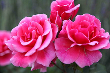rosess pink, rose, pink, love, rosess, nature, flowers HD wallpaper