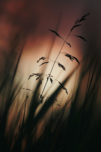Grass, Dark, Silhouette, Ears, Spikes HD phone wallpaper