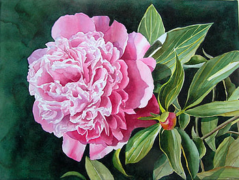 pink . . ., sweet, pink, flower HD wallpaper