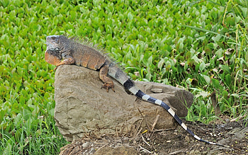 Animals, Grass, Stones, Lizard, Big HD wallpaper