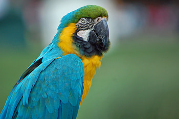 Animals, Parrots, Feather, Color, Macaw HD wallpaper
