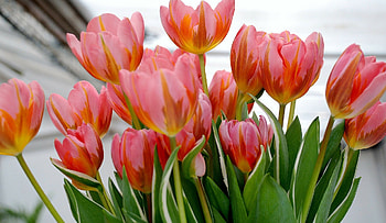 Tulips!, pink, nature, flowers, tulips HD wallpaper