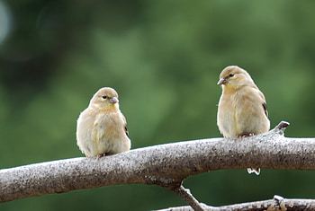 Animals, Birds, Couple, Pair, Branch HD wallpaper