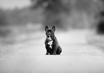 Animals, Road, Dog, Asphalt, Breed, Black And White HD wallpaper