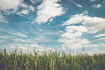 Expansive cornfield stretching beneath a que azure sky with fluffy clouds. HD wallpaper